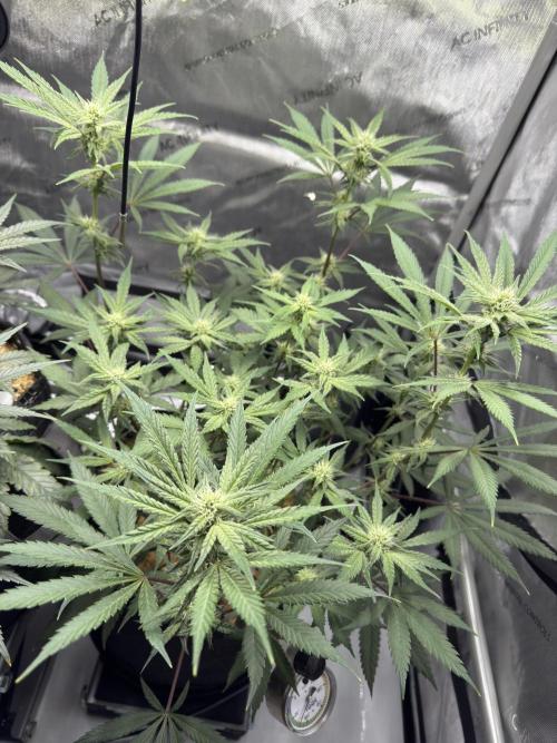 Marshmallow OG - Spring Grow. Week 9
