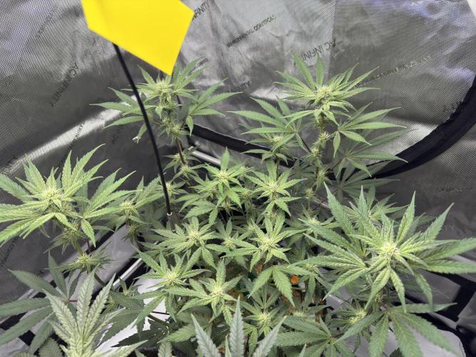 Marshmallow OG - Spring Grow. Week 9