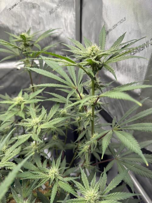 Marshmallow OG. Week 9