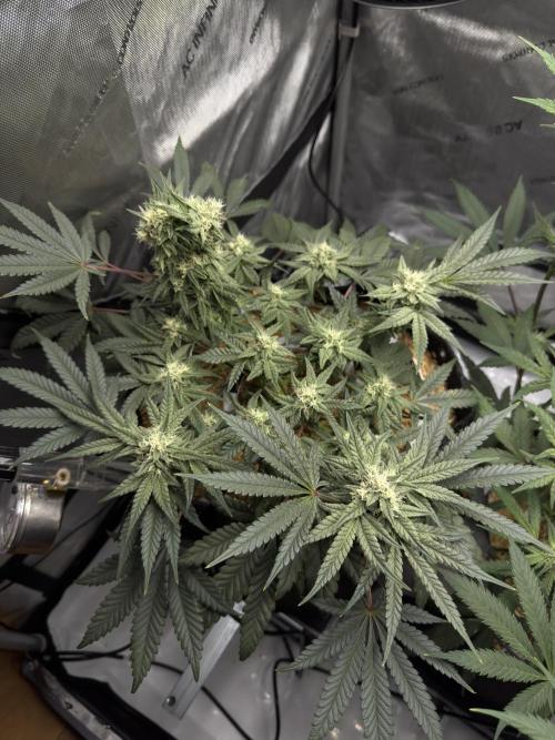 Granny Candy - Fasciation. Week 9