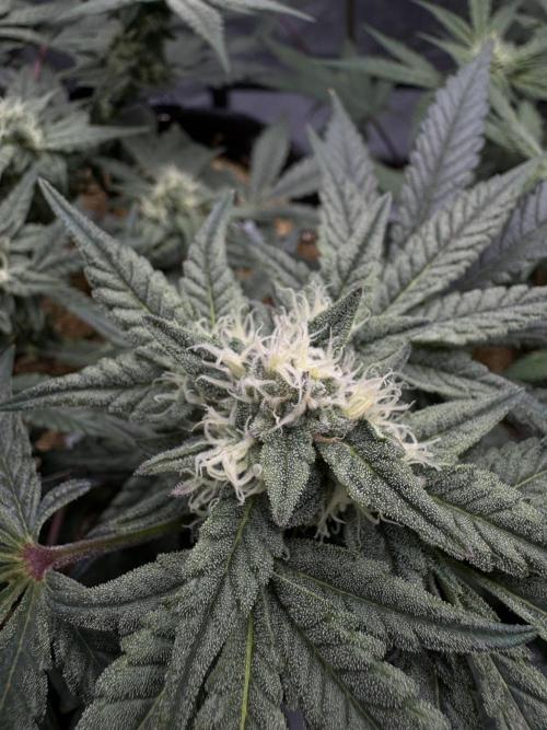 Granny Candy - Fasciation. Week 9