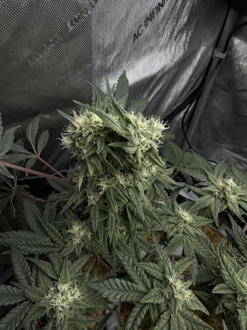 Granny Candy. Week 9