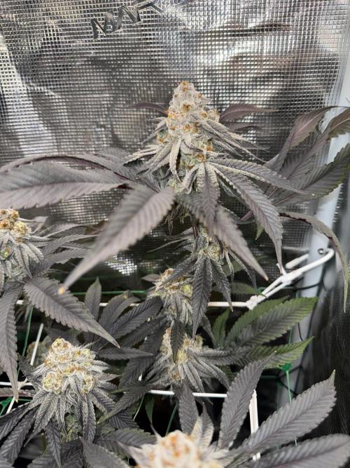 Astronaut Status #24 - Winter Grow 2024. Week 12