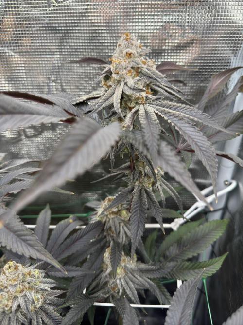 Astronaut Status #24 - Winter Grow 2024. Week 12