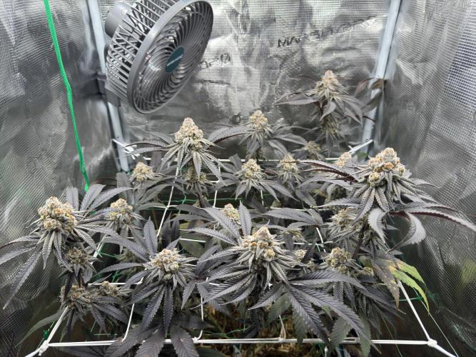 Astronaut Status #24 - Winter Grow 2024. Week 12