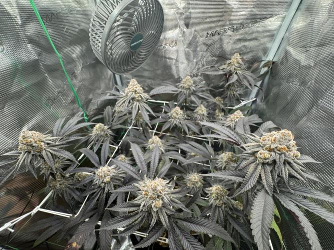 Astronaut Status #24 - Winter Grow 2024. Week 12