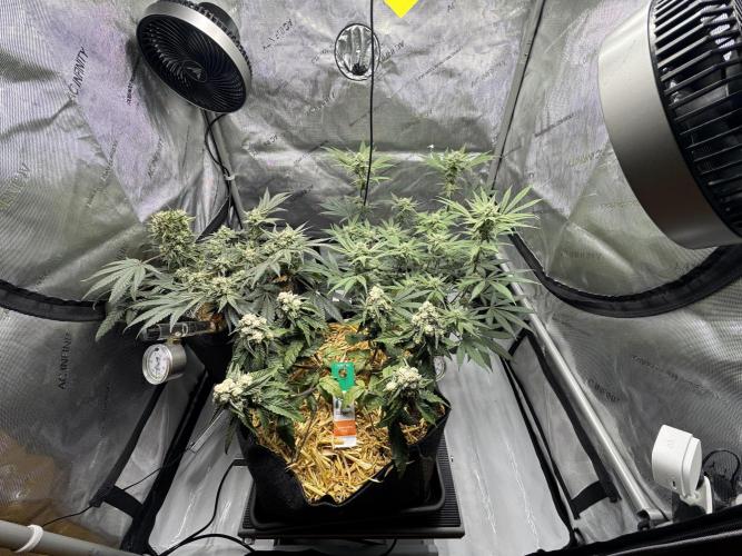 Marshmallow OG - Spring Grow. Week 10