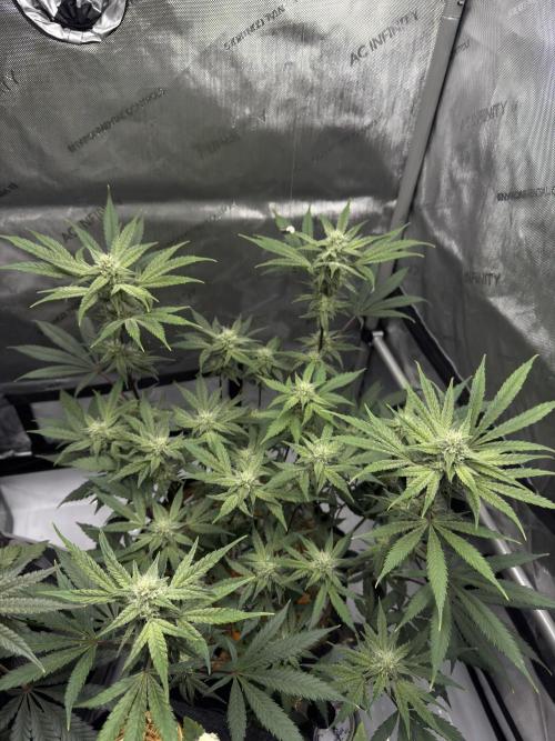 Marshmallow OG - Spring Grow. Week 10