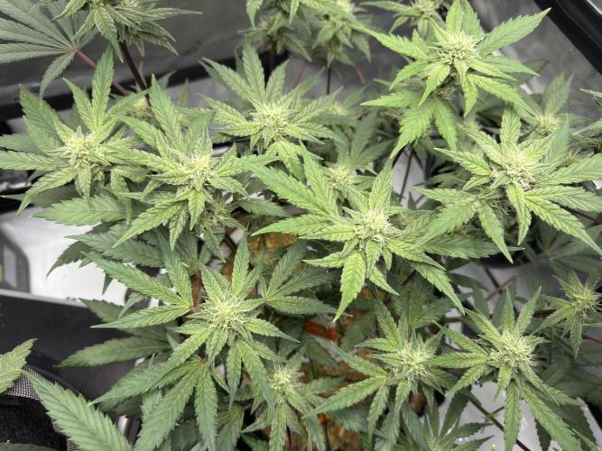 Marshmallow OG - Spring Grow. Week 10