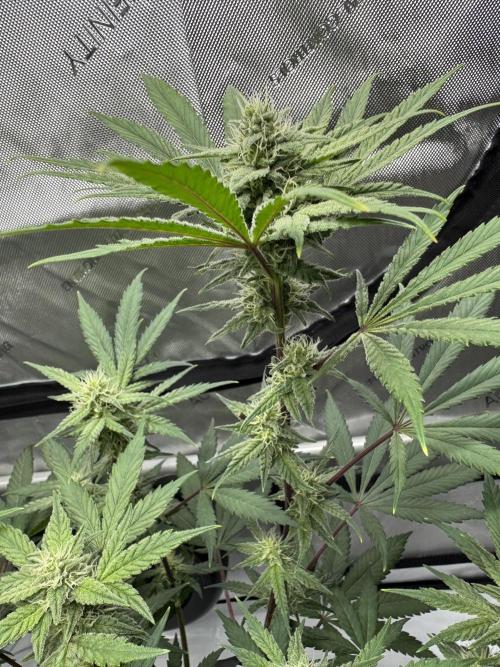 Marshmallow OG - Spring Grow. Week 10