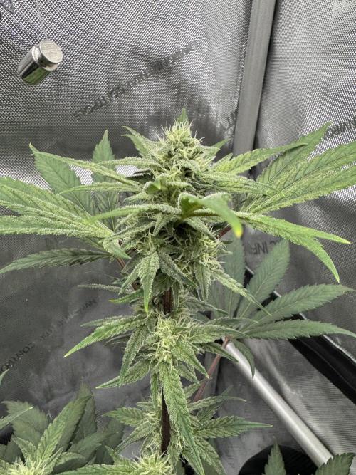 Marshmallow OG. Week 10