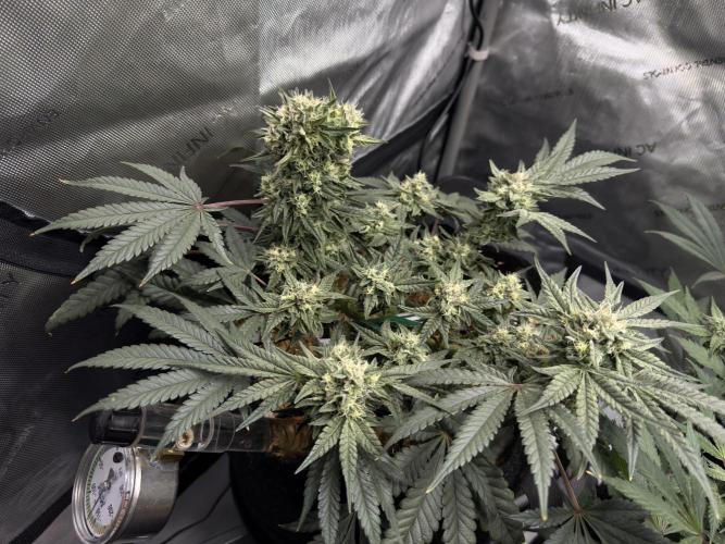 Granny Candy - Fasciation. Week 10