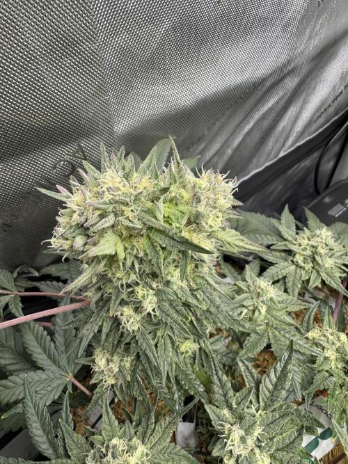 Granny Candy - Fasciation. Week 10