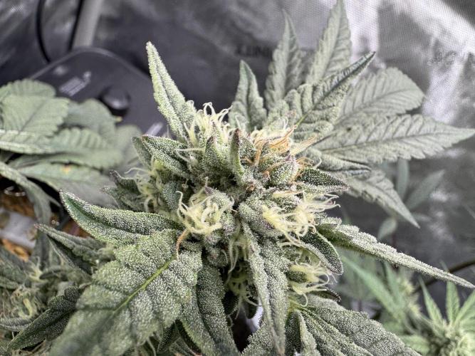 Granny Candy - Fasciation. Week 10