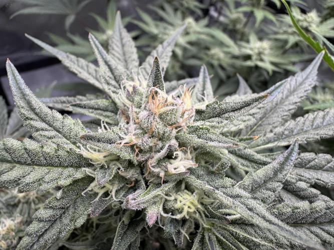 Granny Candy. Week 10