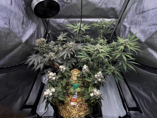 Marshmallow OG - Spring Grow. Week 11