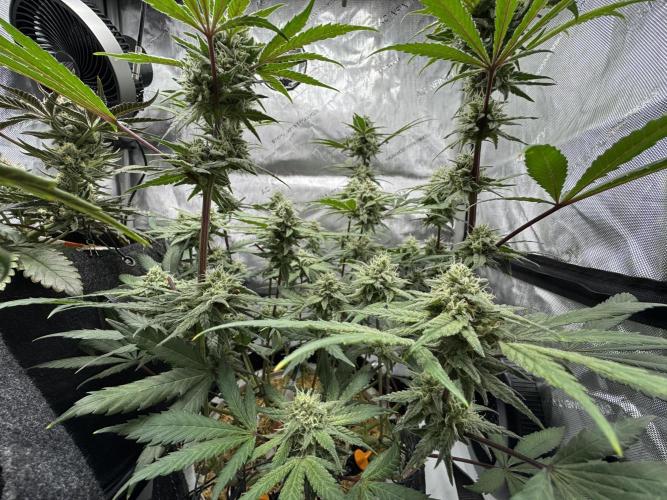 Marshmallow OG - Spring Grow. Week 11