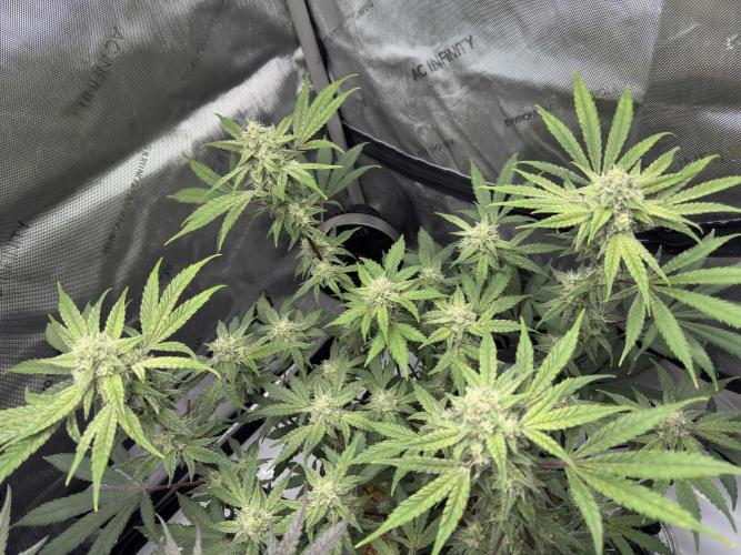 Marshmallow OG - Spring Grow. Week 11