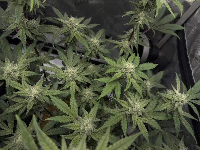 Marshmallow OG - Spring Grow. Week 11