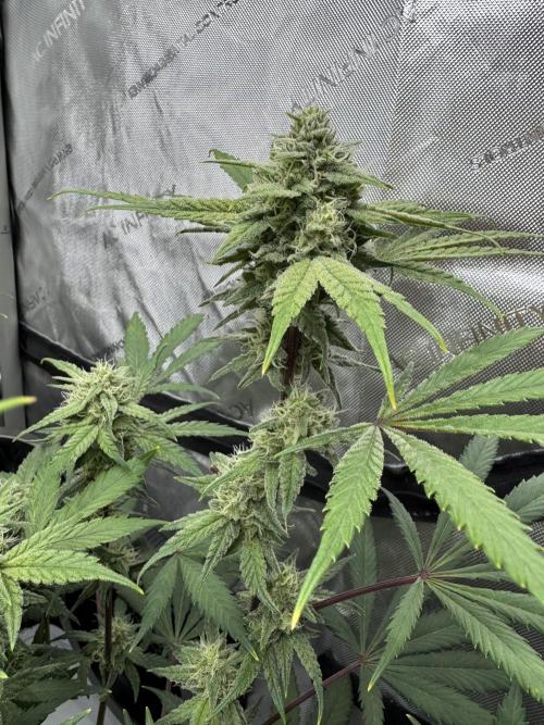 Marshmallow OG - Spring Grow. Week 11