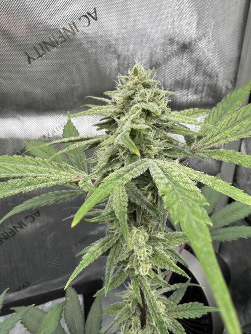 Marshmallow OG. Week 11