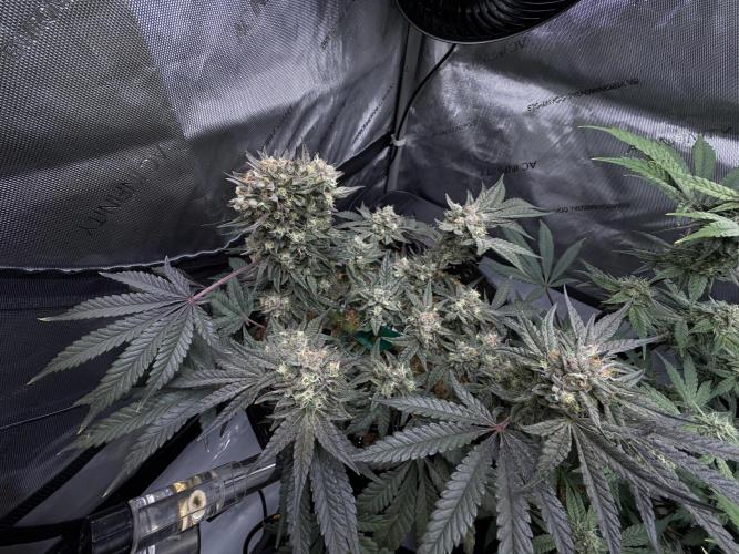 Granny Candy - Fasciation. Week 11