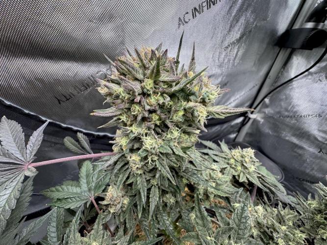 Granny Candy - Fasciation. Week 11