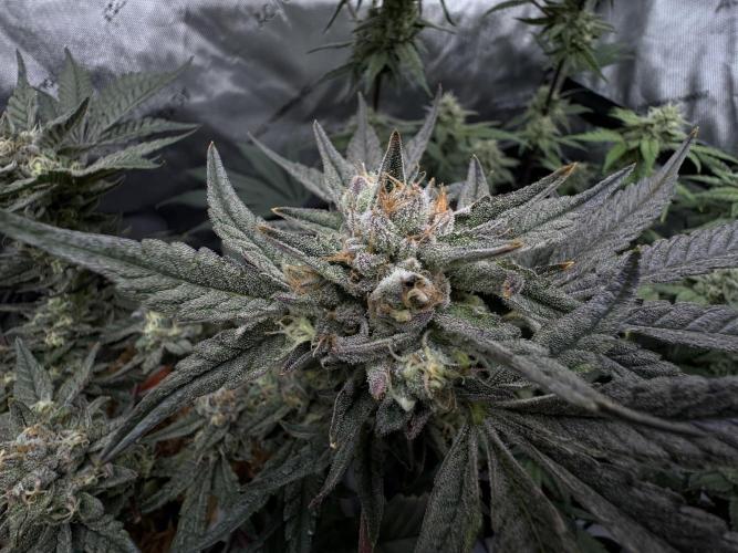 Granny Candy - Fasciation. Week 11