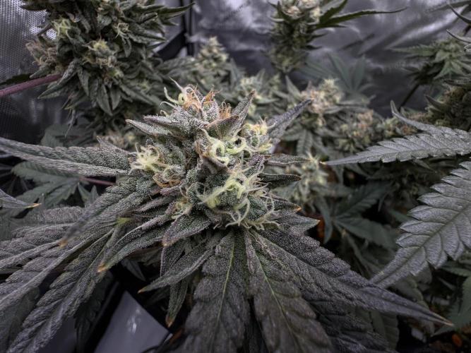 Granny Candy. Week 11