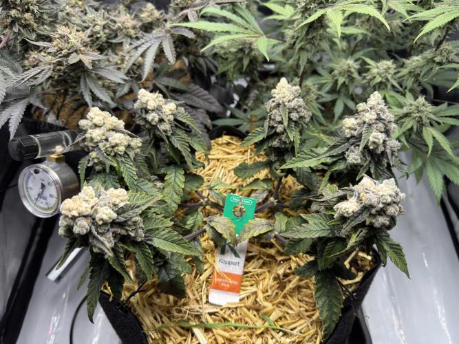 Gastronomical -  Bonsai MiniGrow. Week 12