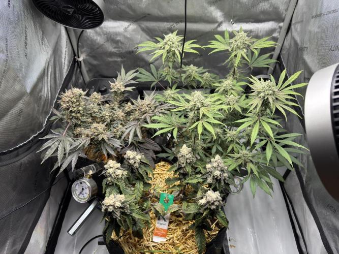 Marshmallow OG - Spring Grow. Week 12