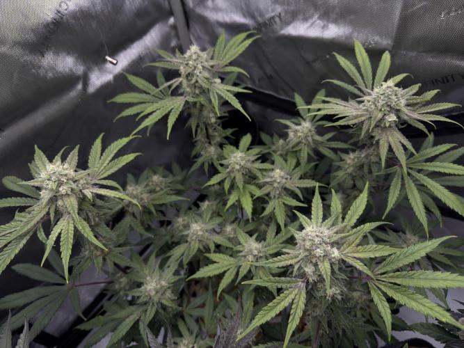 Marshmallow OG - Spring Grow. Week 12