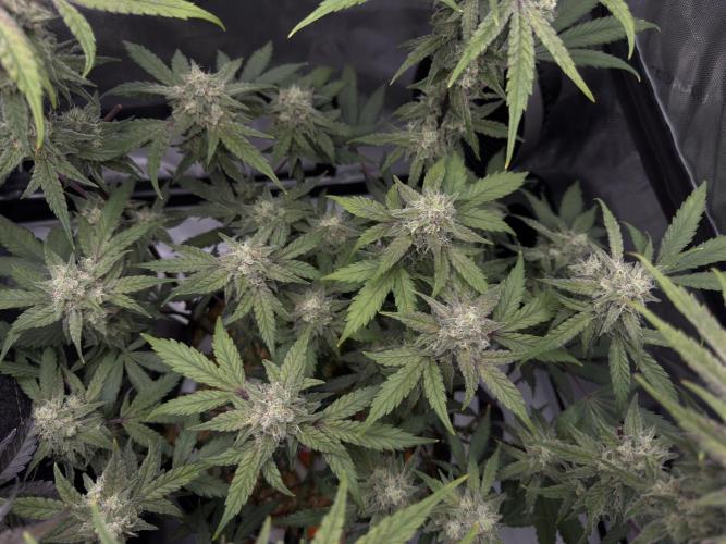 Marshmallow OG - Spring Grow. Week 12