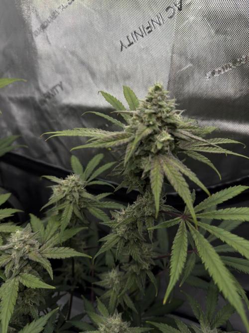 Marshmallow OG. Week 12