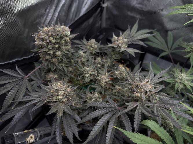 Granny Candy - Fasciation. Week 12