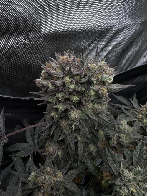 Granny Candy - Fasciation. Week 12