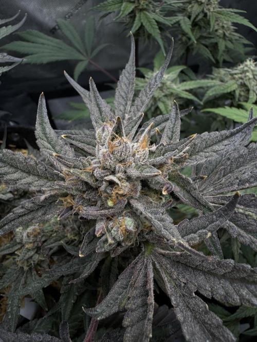 Granny Candy - Fasciation. Week 12