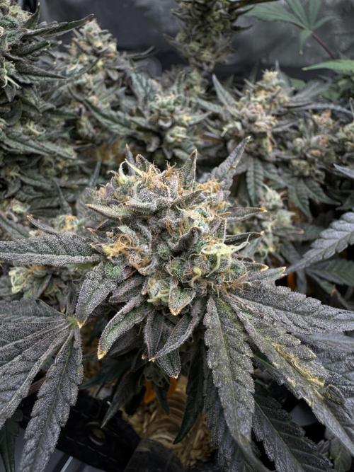 Granny Candy. Week 12