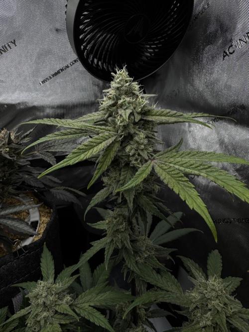 Marshmallow OG. Week 12