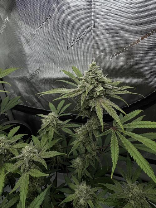 Marshmallow OG - Spring Grow. Week 12