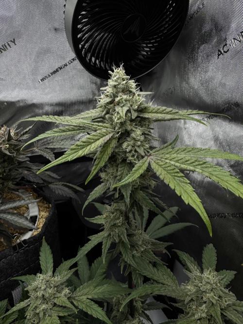 Marshmallow OG - Spring Grow. Week 12