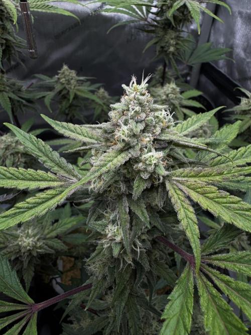 Marshmallow OG. Week 12