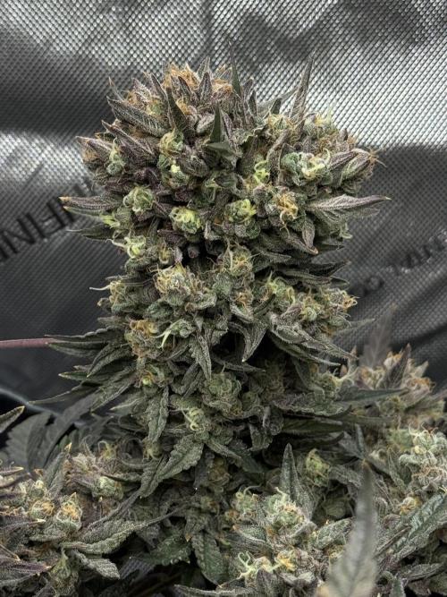 Granny Candy. Week 12