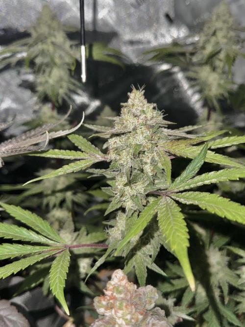 Marshmallow OG - Spring Grow. Week 12