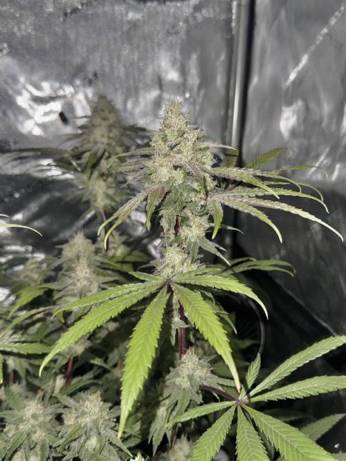 Marshmallow OG. Week 12
