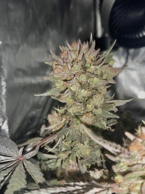 Granny Candy. Week 12