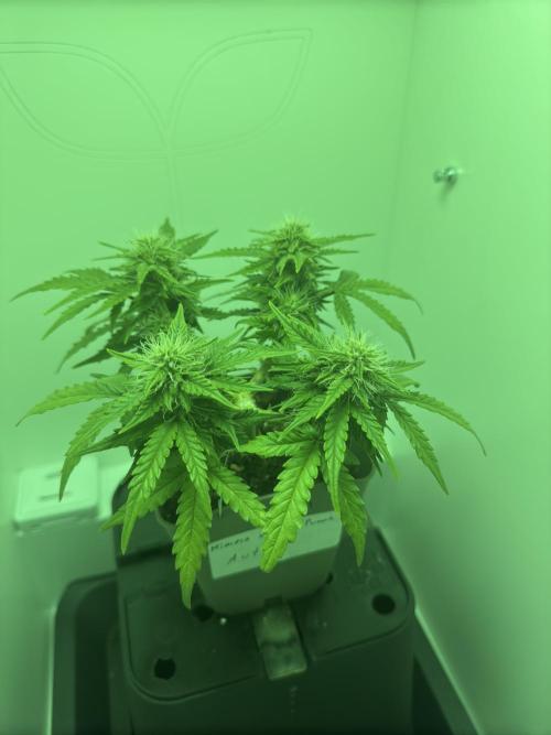 First ever Indoor Grow. Week 1