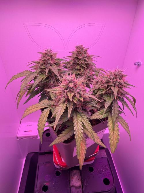 First ever Indoor Grow. Week 1