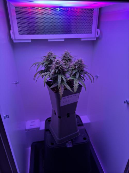 First ever Indoor Grow. Week 1