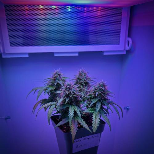 First ever Indoor Grow. Week 1